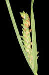 Upright sedge